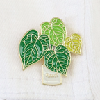 Pin Plantas